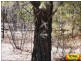 33 Cabbage Gum, Millmerran Woods QLD 4357
