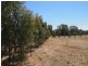 Lot 16 North Forbes Road, Condobolin NSW 2877