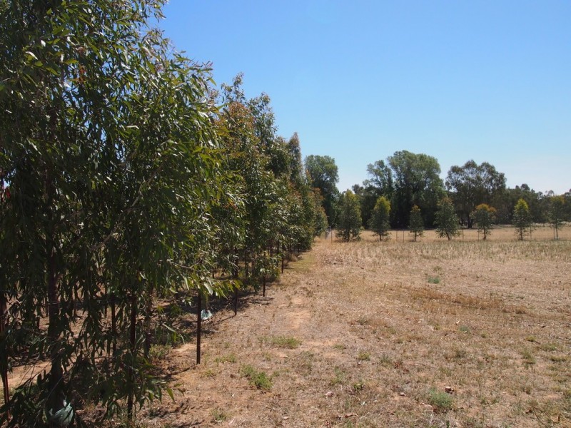 Lot 16 North Forbes Road, Condobolin NSW 2877