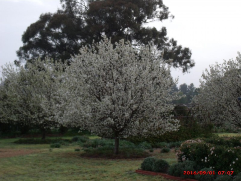 135 Nash Street, Parkes NSW 2870