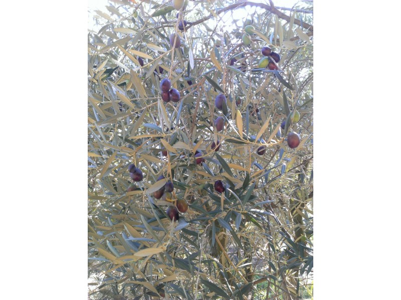 2816 Warroo Road, Warroo NSW 2871