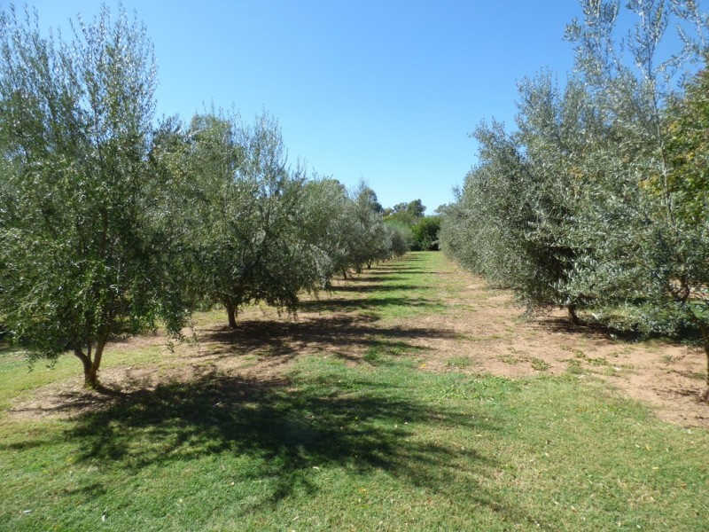 14 Riverview Lane, Forbes NSW 2871