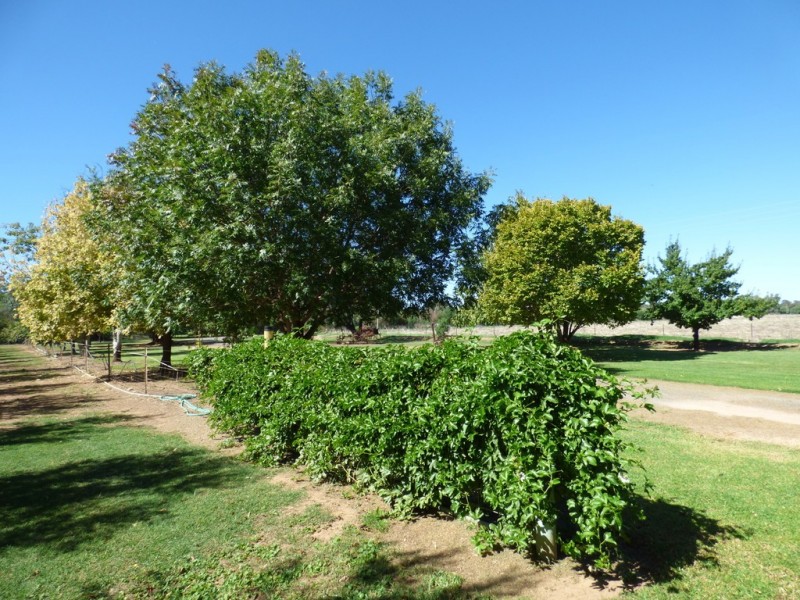 14 Riverview Lane, Forbes NSW 2871