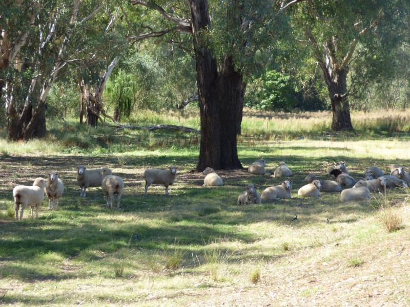 14 Riverview Lane, Forbes NSW 2871