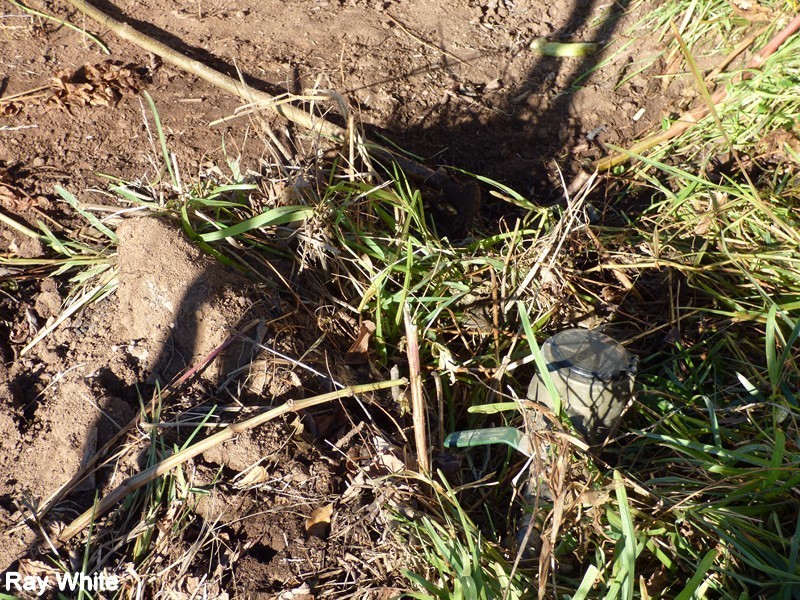 8 Woods Street, Forbes NSW 2871