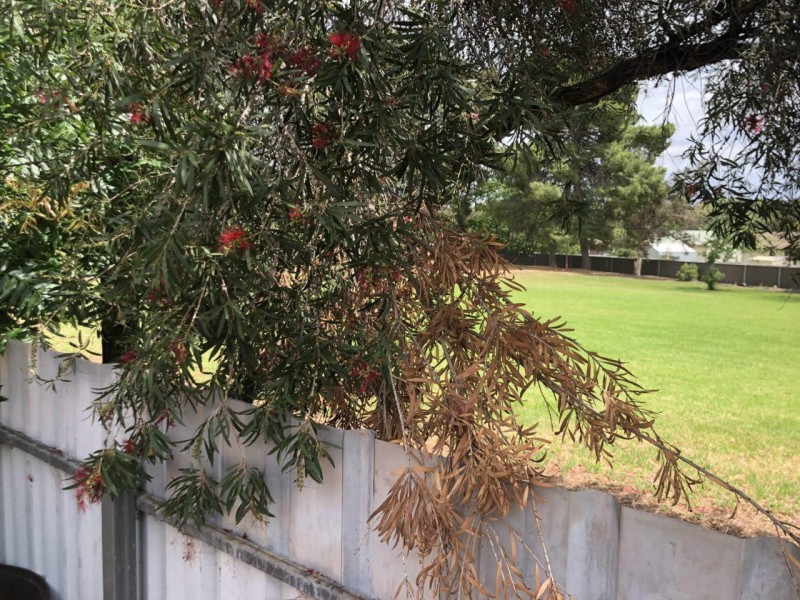 9 Faull Cres, Parkes NSW 2870