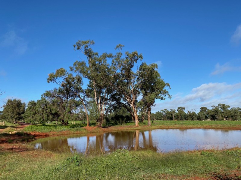 45 Maitland Street, Condobolin NSW 2877