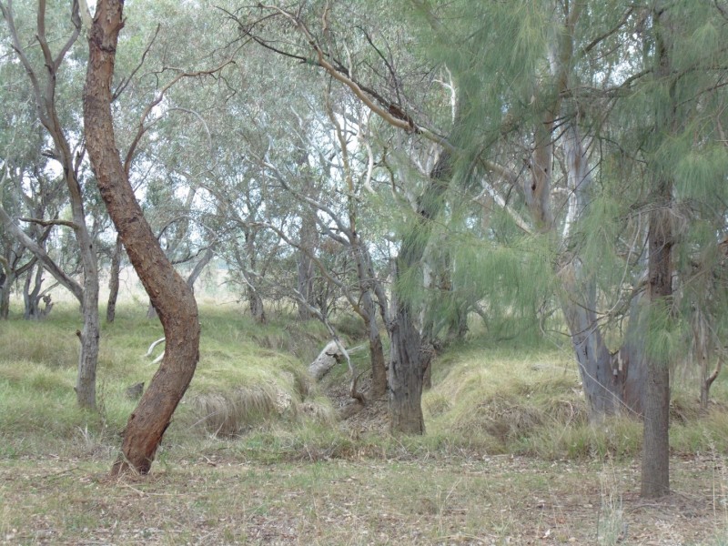 64 Terrill Road, Parkes NSW 2870