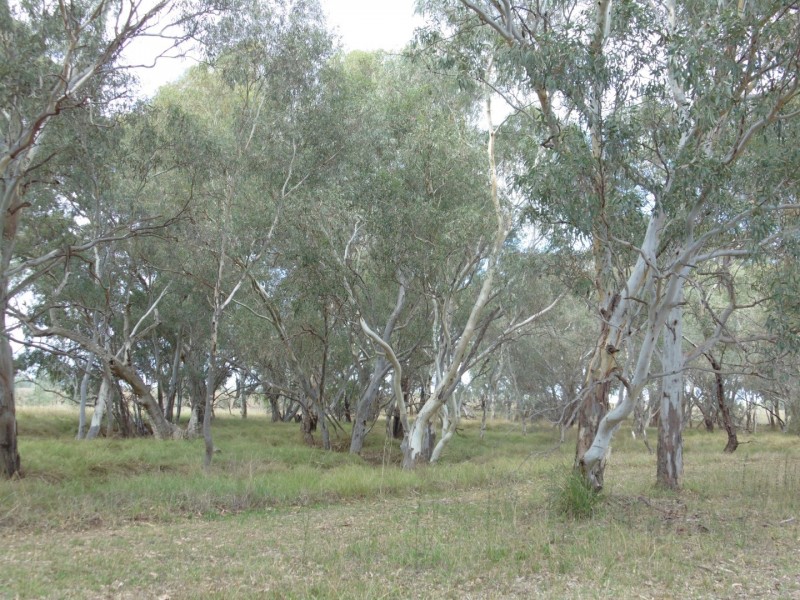 64 Terrill Road, Parkes NSW 2870