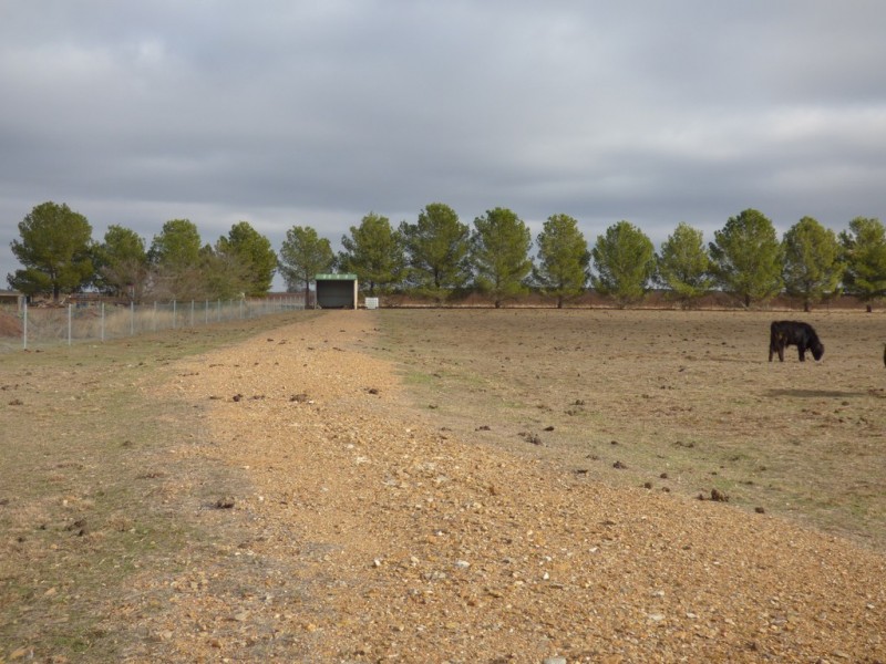 331A Calarie Road, Forbes NSW 2871