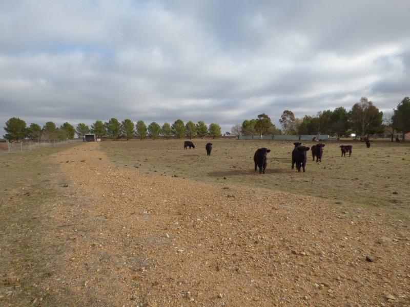 331A Calarie Road, Forbes NSW 2871