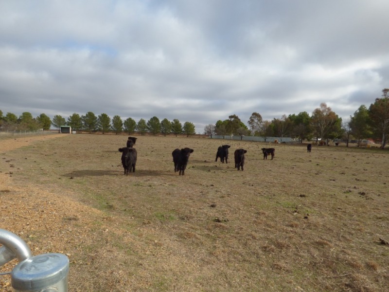 331A Calarie Road, Forbes NSW 2871