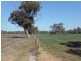335 Watts Lane, Tichborne NSW 2870