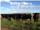 501 Henry Parkes Way, Parkes NSW 2870