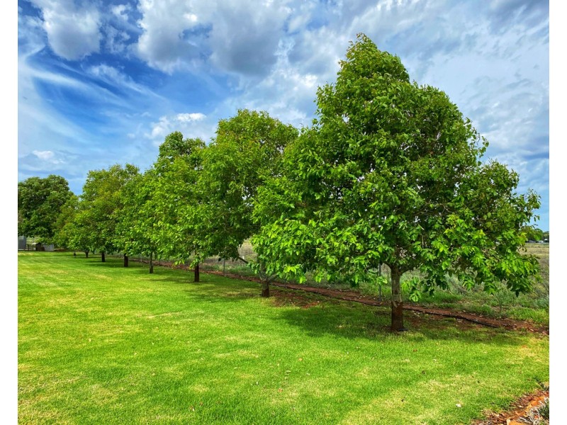 Woodlands 9851 Henry Parkes Way, Condobolin NSW 2877