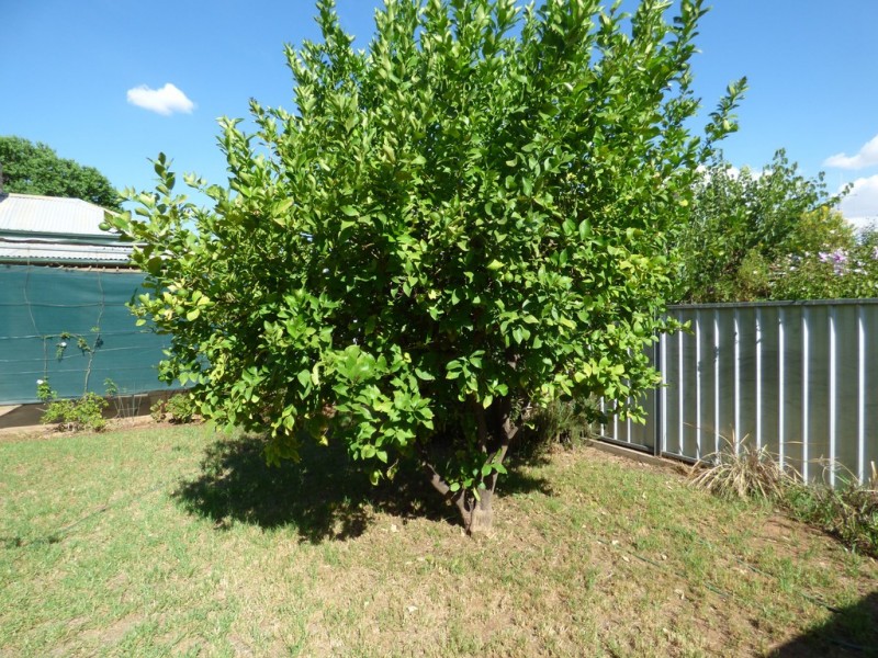 6 Bartley Street, Forbes NSW 2871