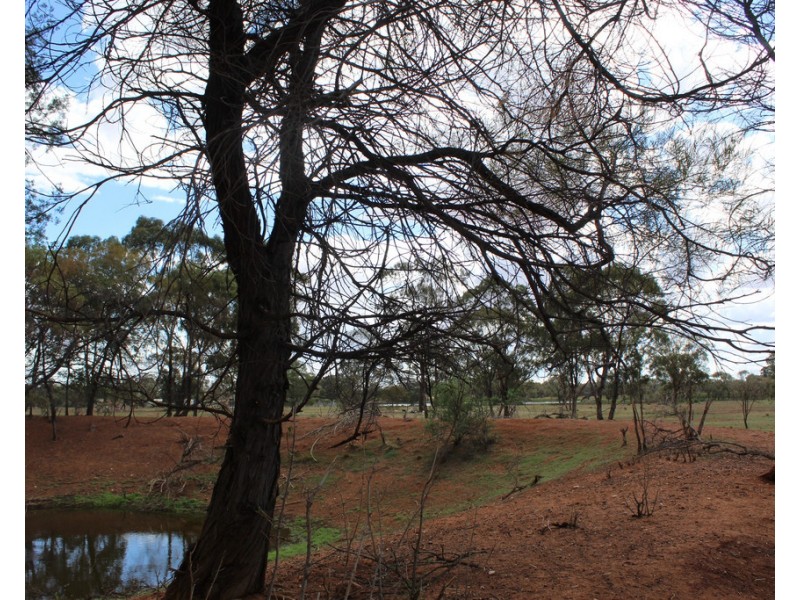 Lot 498 Bivana Street, Peak Hill NSW 2869