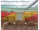 24 Innes Street, Condobolin NSW 2877