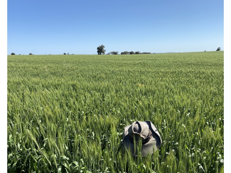 Ioanumba 190 Ootha Road, Trundle NSW 2875