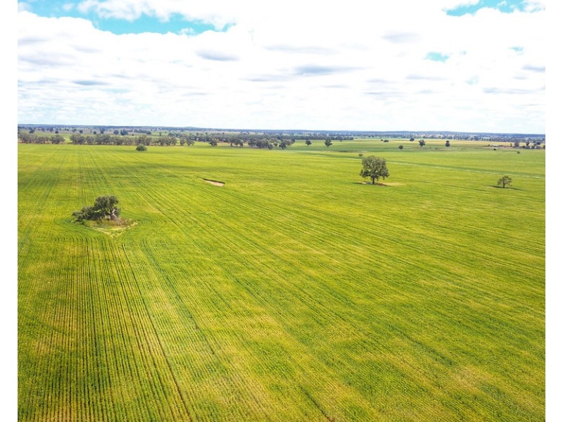 Ioanumba 190 Ootha Road, Trundle NSW 2875