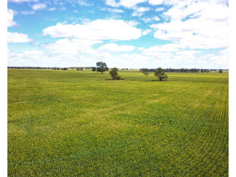 Ioanumba 190 Ootha Road, Trundle NSW 2875