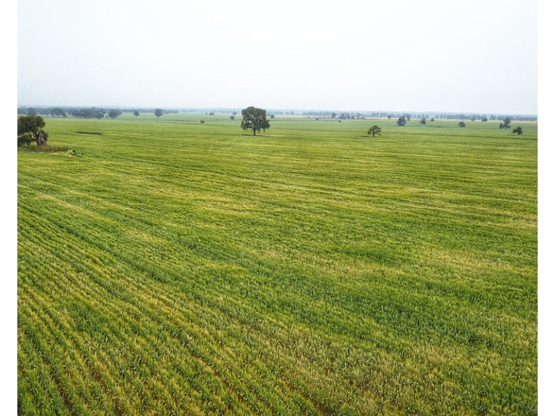 Ioanumba 190 Ootha Road, Trundle NSW 2875