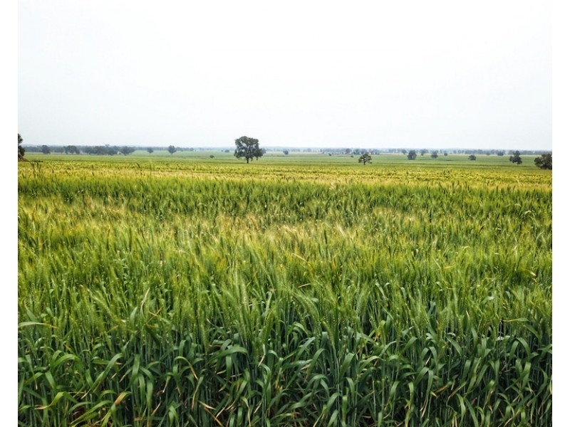 Ioanumba 190 Ootha Road, Trundle NSW 2875