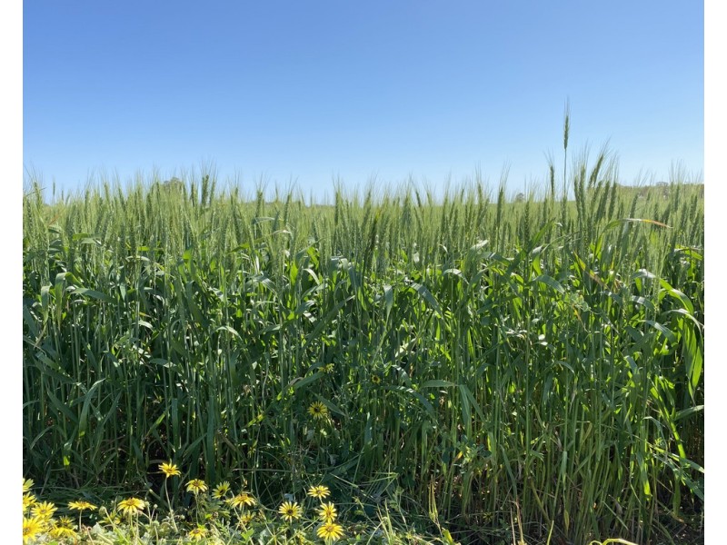 Ioanumba 190 Ootha Road, Trundle NSW 2875