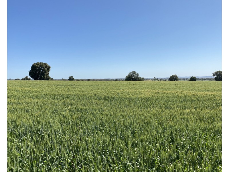 Ioanumba 190 Ootha Road, Trundle NSW 2875