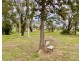 5 Rogers Street, Condobolin NSW 2877