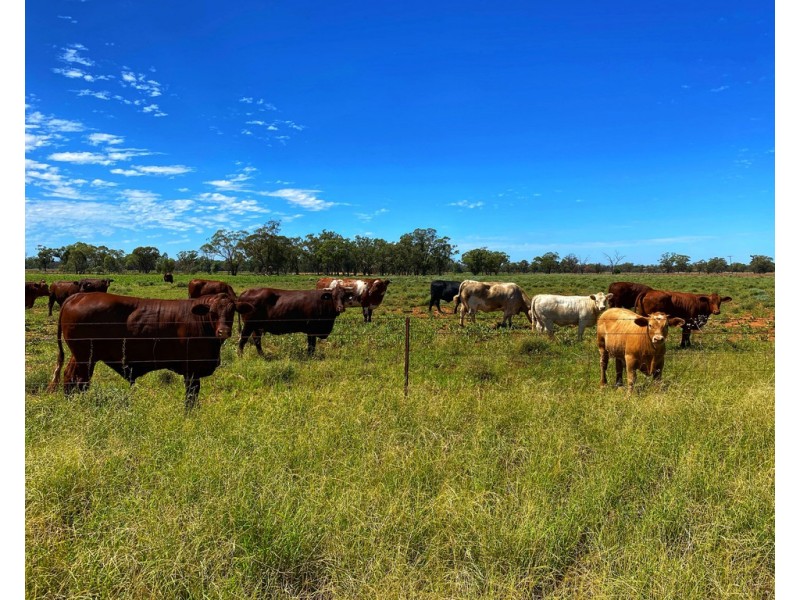 * Croydon, Avondale and Part Springfield, Tottenham NSW 2873