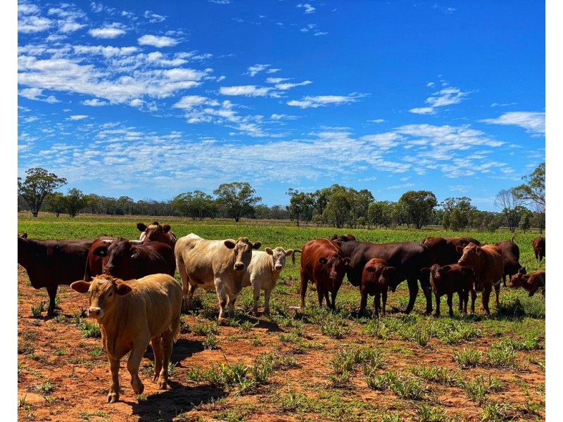 * Croydon, Avondale and Part Springfield, Tottenham NSW 2873