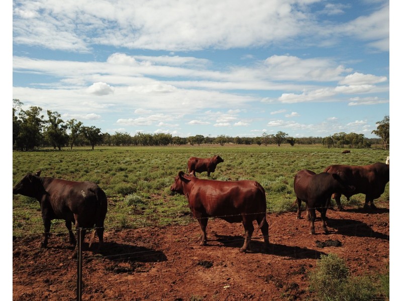 * Croydon, Avondale and Part Springfield, Tottenham NSW 2873