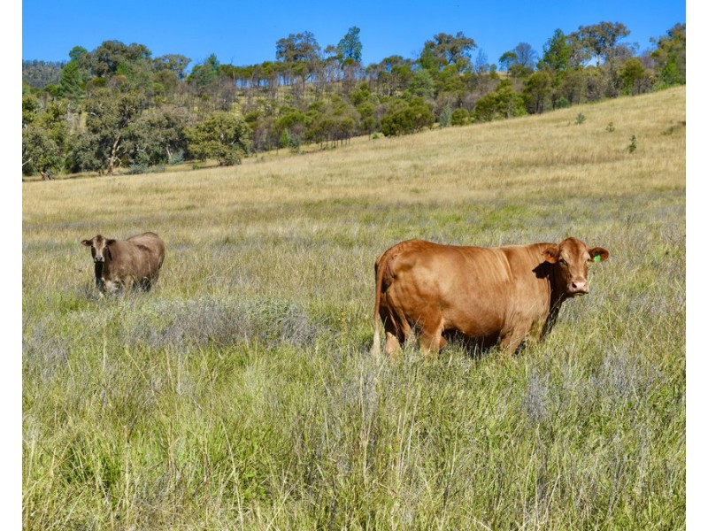 794 Reedy Creek Road ‘Oaklands’, Mandagery NSW 2870