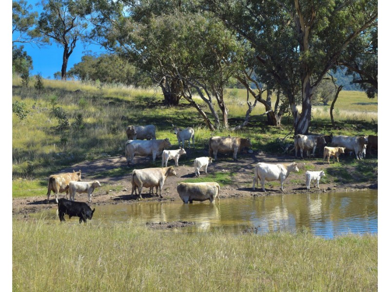 794 Reedy Creek Road ‘Oaklands’, Mandagery NSW 2870