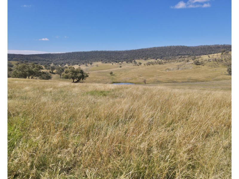 794 Reedy Creek Road ‘Oaklands’, Mandagery NSW 2870