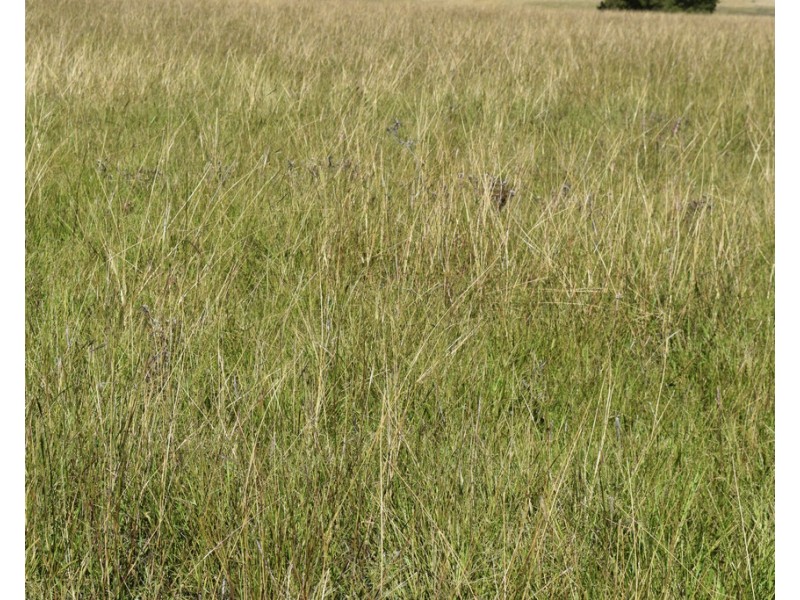 794 Reedy Creek Road ‘Oaklands’, Mandagery NSW 2870