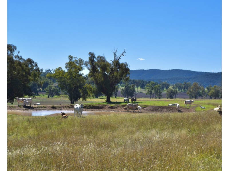 794 Reedy Creek Road ‘Oaklands’, Mandagery NSW 2870