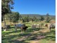 794 Reedy Creek Road ‘Oaklands’, Mandagery NSW 2870