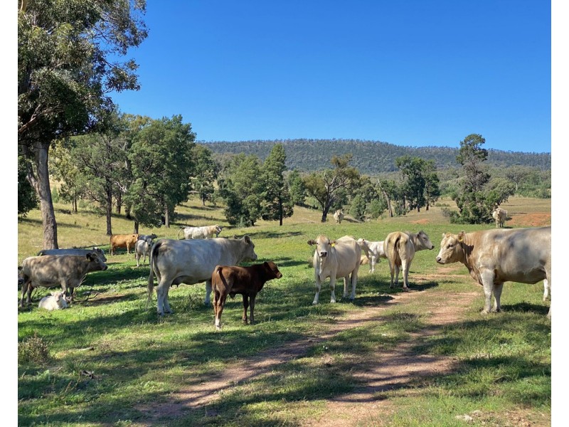 794 Reedy Creek Road ‘Oaklands’, Mandagery NSW 2870