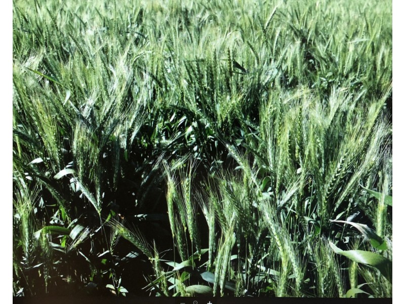 3013 Lachlan Valley Way ‘Mareetha’, Forbes NSW 2871