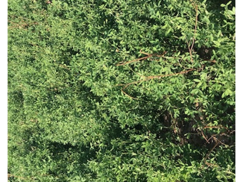 3013 Lachlan Valley Way ‘Mareetha’, Forbes NSW 2871