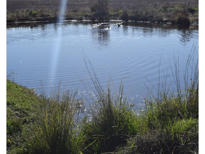 3013 Lachlan Valley Way ‘Mareetha’, Forbes NSW 2871