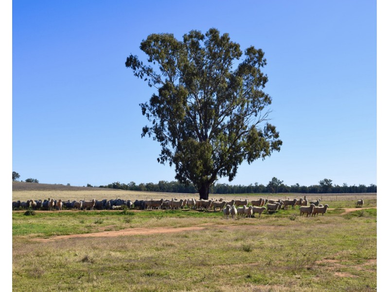893 ” Wheogo” Deaths Lane, Grenfell NSW 2810