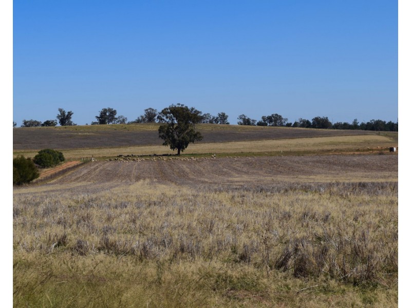 893 ” Wheogo” Deaths Lane, Grenfell NSW 2810