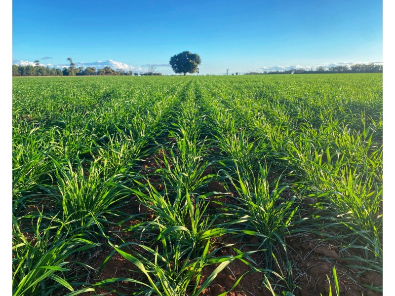 Moonbah 460 Moonbah Lane, Condobolin NSW 2877