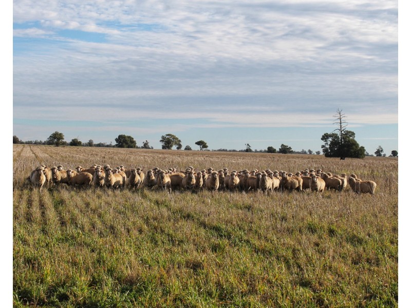 Moonbah 460 Moonbah Lane, Condobolin NSW 2877