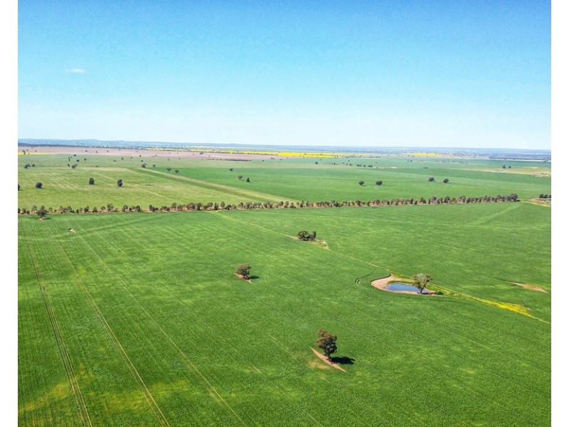 Moonbah 460 Moonbah Lane, Condobolin NSW 2877