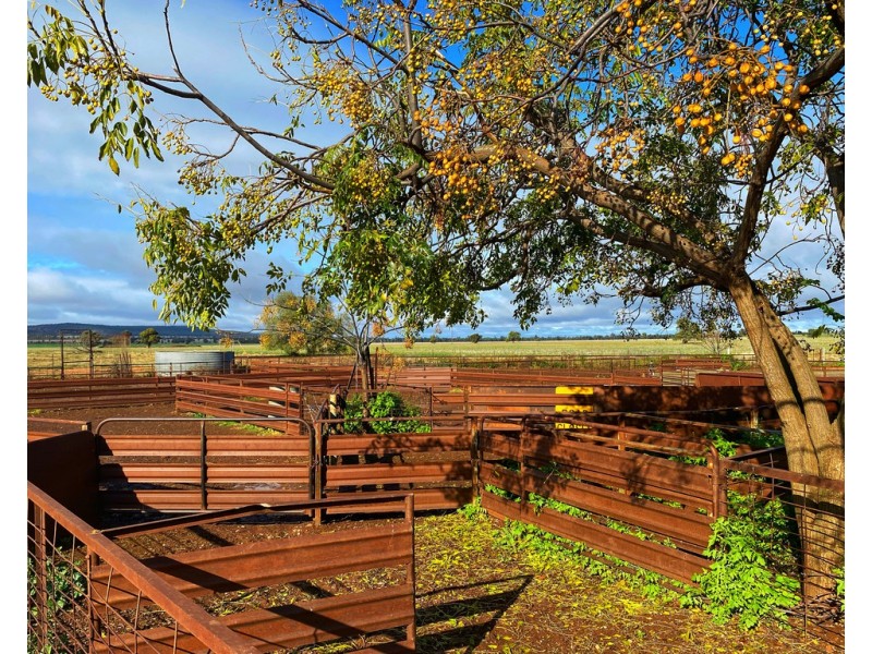 Moonbah 460 Moonbah Lane, Condobolin NSW 2877