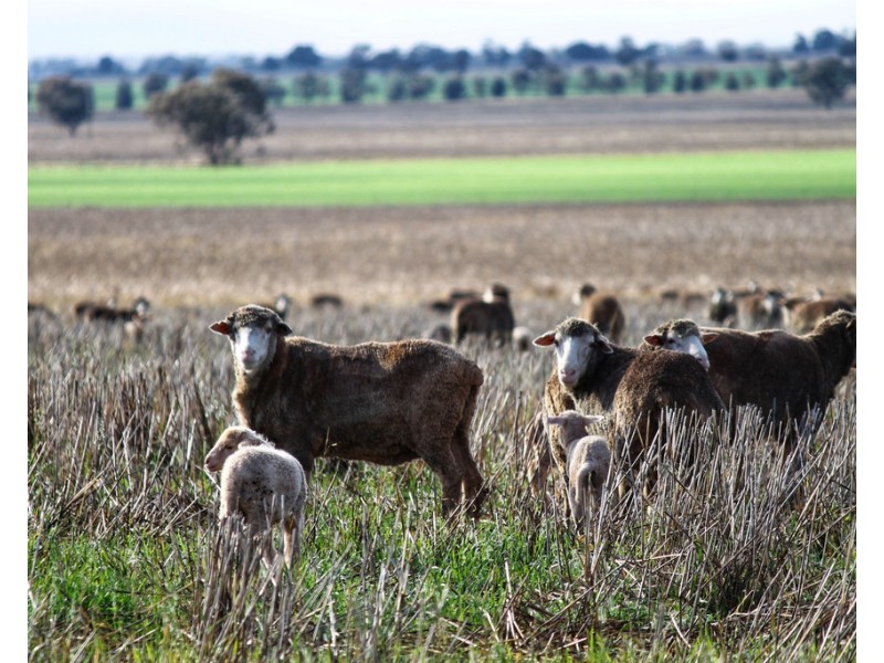 Moonbah 460 Moonbah Lane, Condobolin NSW 2877